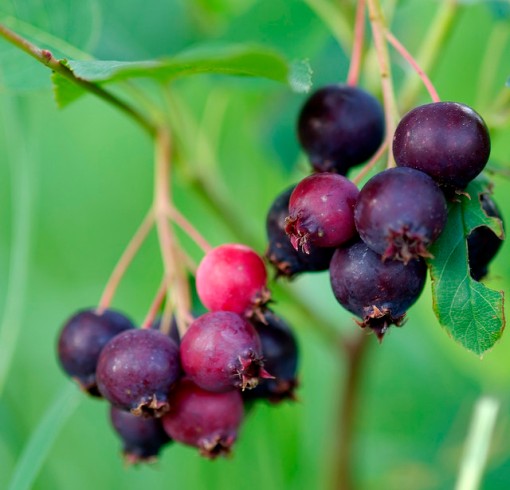 The low-profile Saskatoon berry has fed Western Canadians for centuries. Photo by dbarronoss, First Fruits, CC. https://www.flickr.com/photos/dbarronoss/526020146/